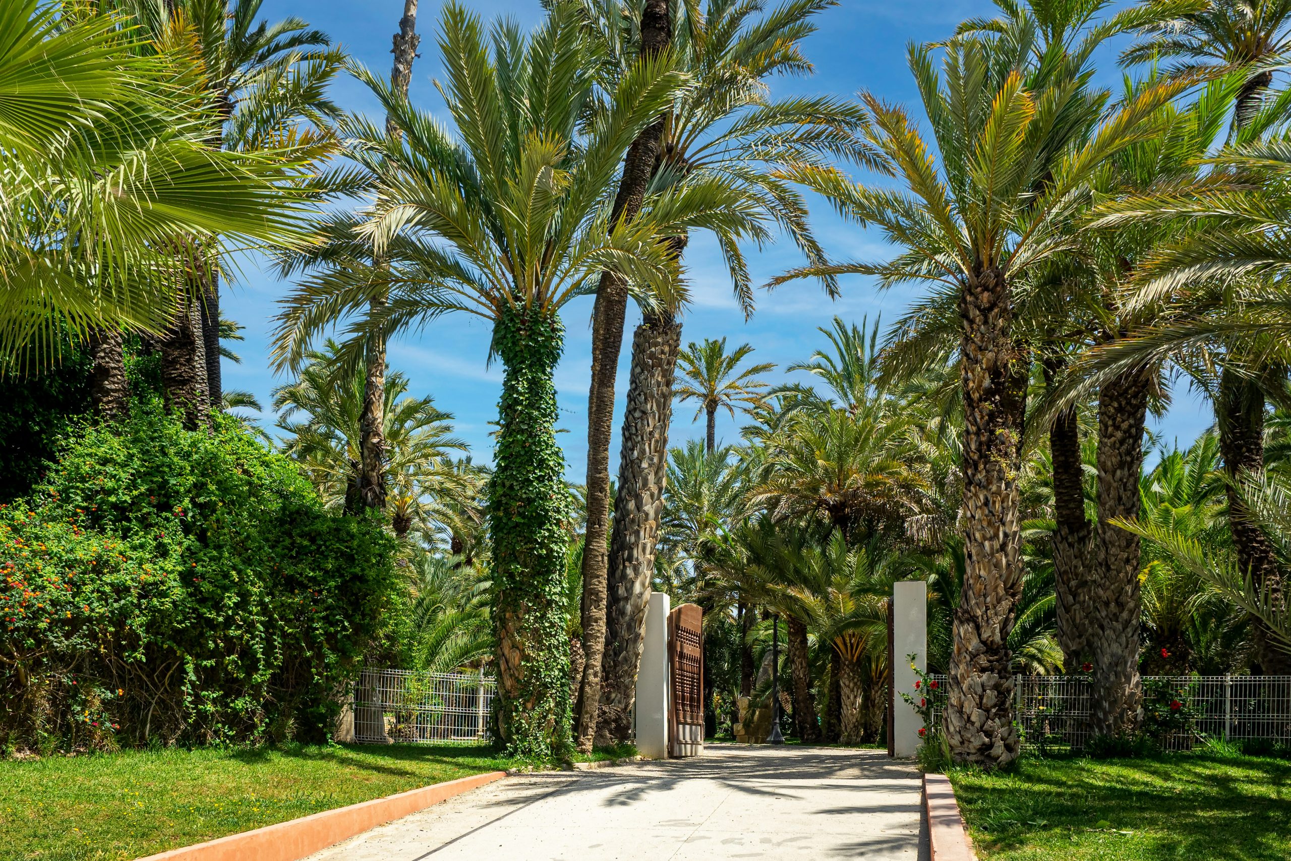 Elche travel guide